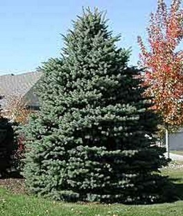 Lawn care, roscoe il, rockton il